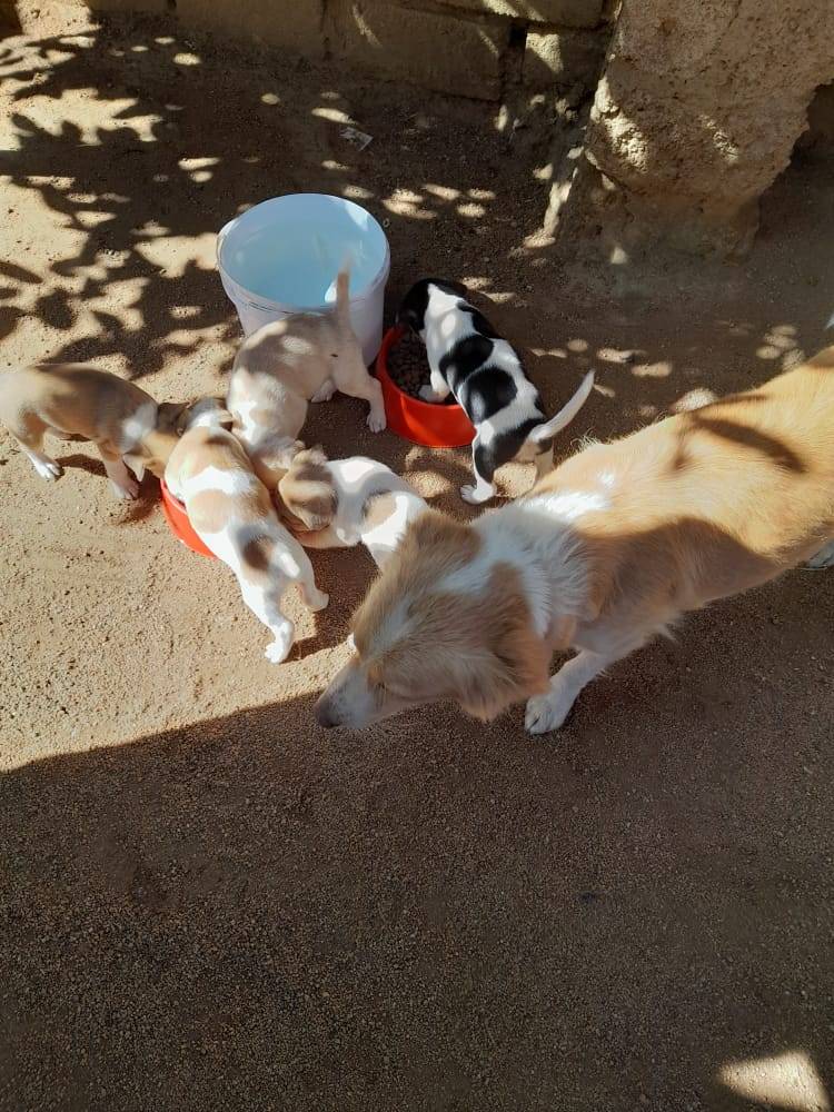 Volunteer 'Dog Feeder' Reaches Out... Community Rally Together to Help!