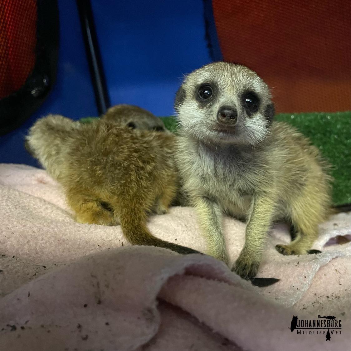 Three Meerkats Rescued from Life as Pets, Get Second Chance to be Wild
