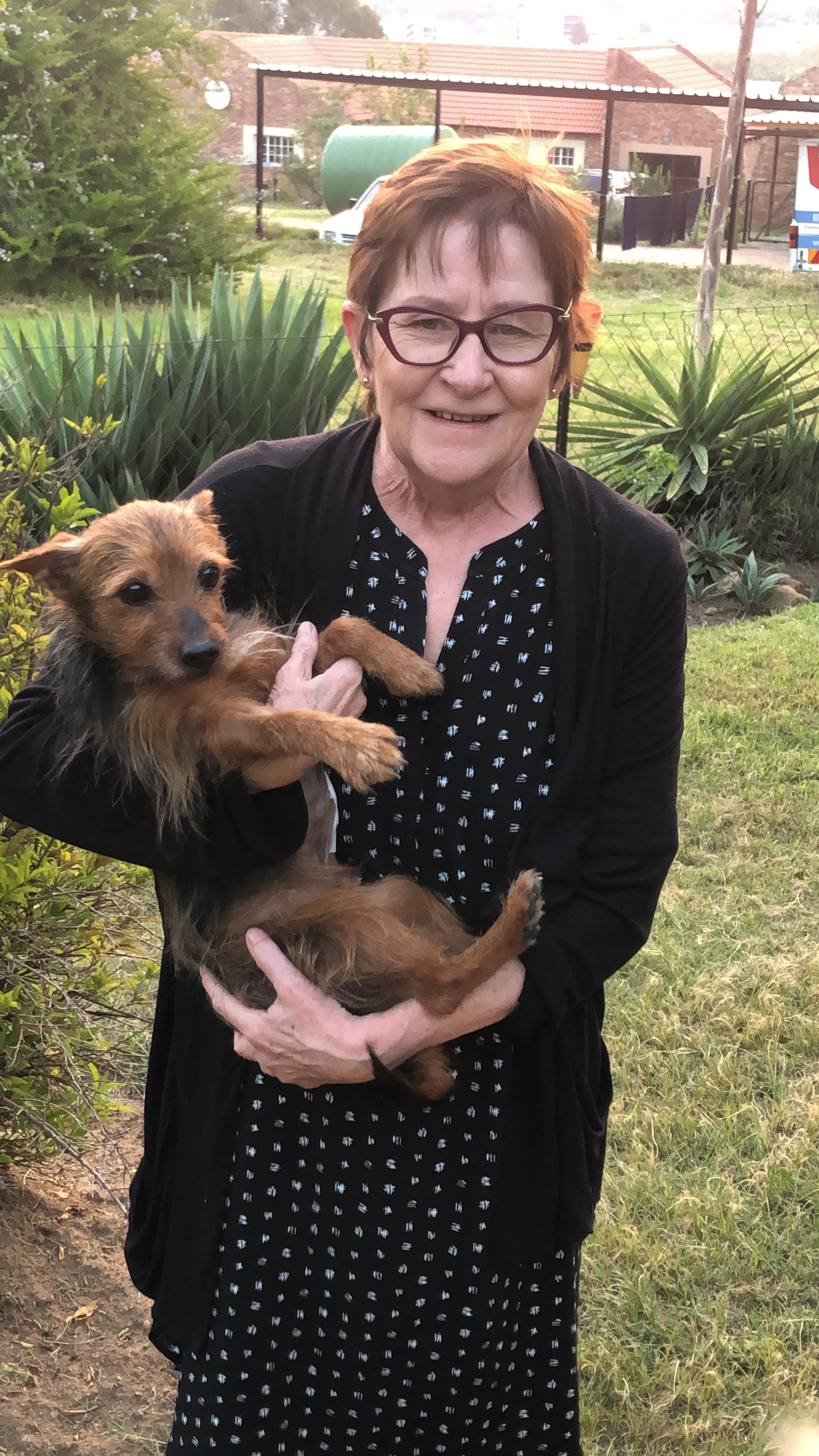 University Vets’ Emergency Surgery Saves Nero, an Adorable Yorkie!