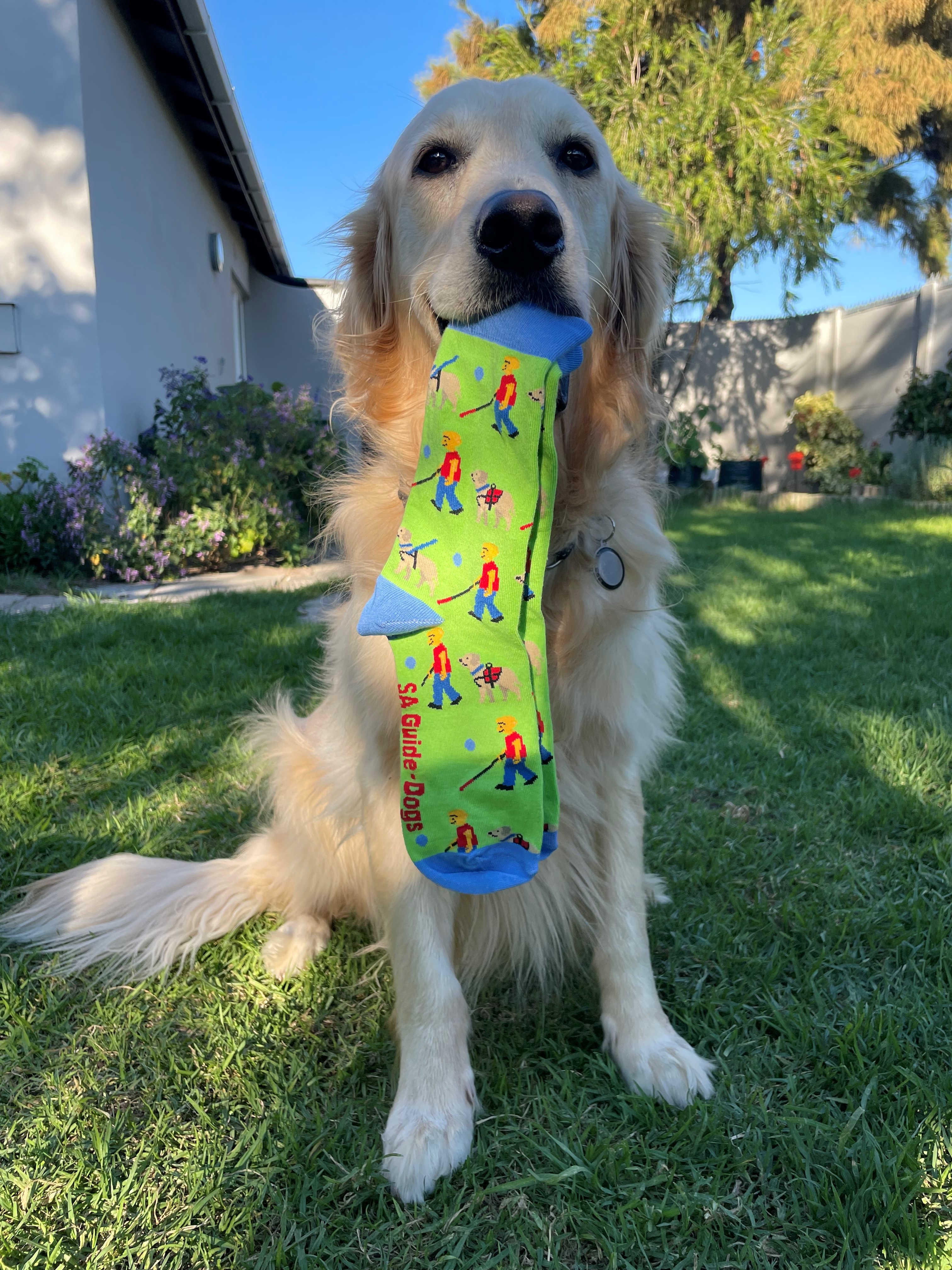 Step Up for SA Guide-Dogs in their Annual Walkathon.