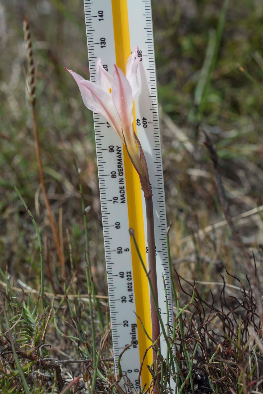 A New Fynbos Lily Discovered on The Agulhas Plain