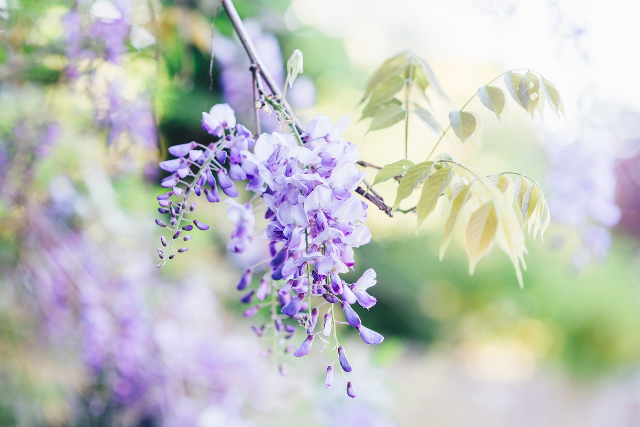 Tree Wisteria