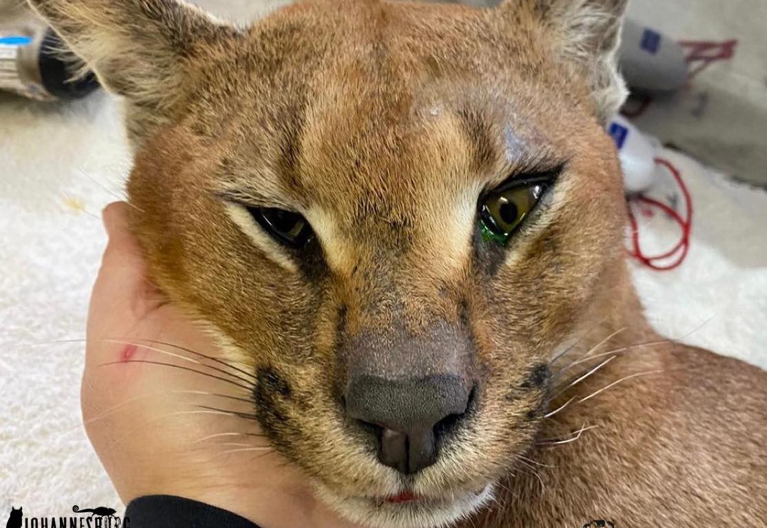 Caracal