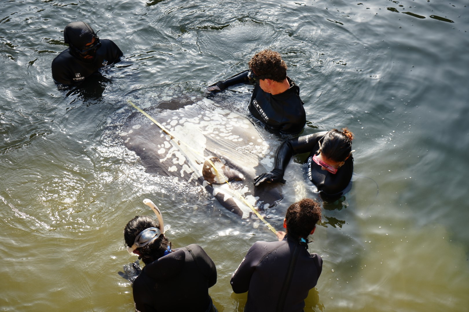Sunfish Rescued and Released at V&A Waterfront!