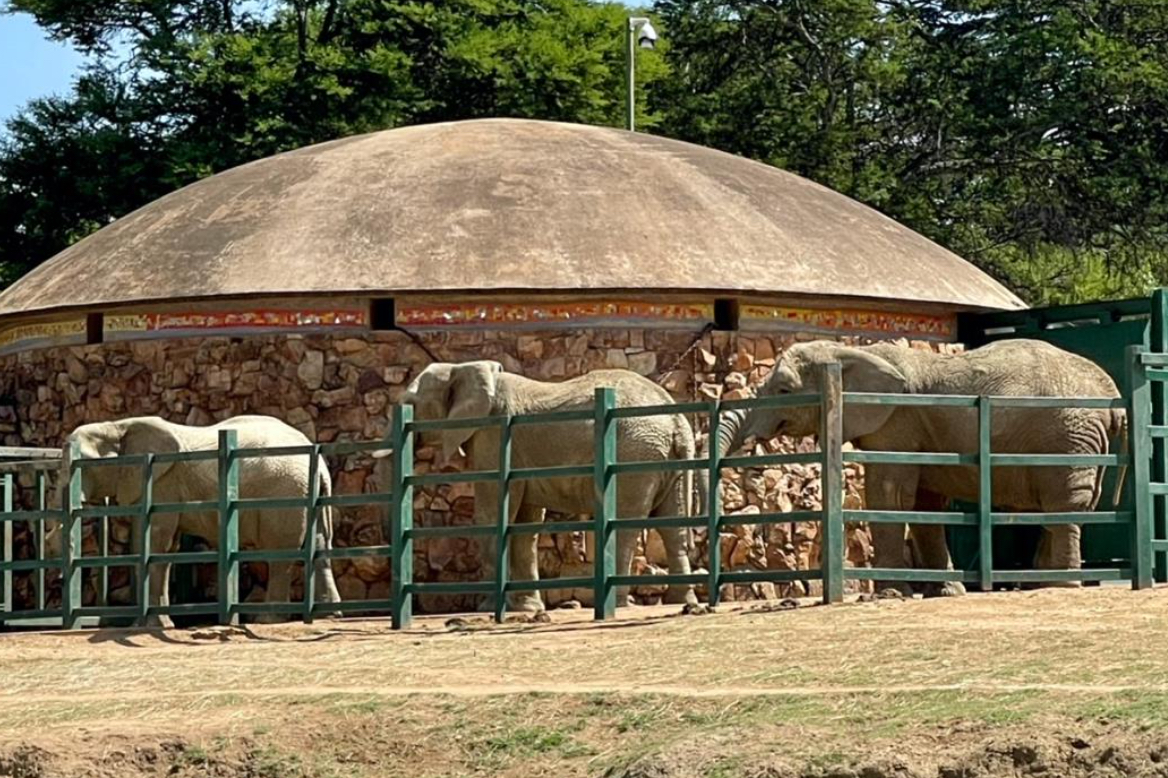 South Africans Fight to Release Elephants From Joburg Zoo!