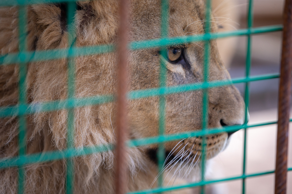FOUR PAWS Rescue : A Lion Cub’s Journey Across Europe to a Better Life!