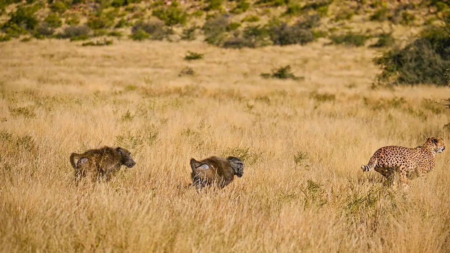 Cheetah