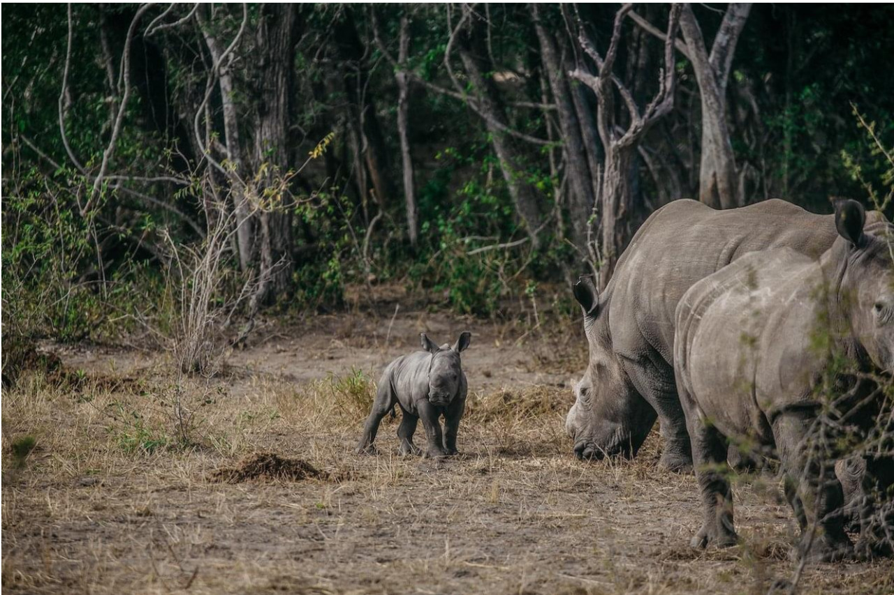 Rhinos Back in Mozambique After Being Locally Extinct for 40 Years!