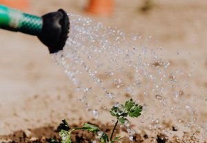 Boksburg SPCA Indigenous Garden Growing Gardening grey water