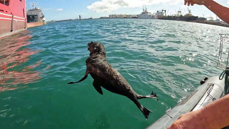 Watch: Seal Gets A Happy Ending After Being Tangled For 9 Months