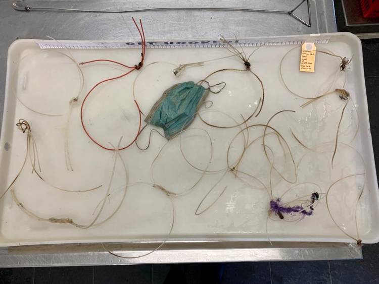 Watch: Seal Gets A Happy Ending After Being Tangled For 9 Months