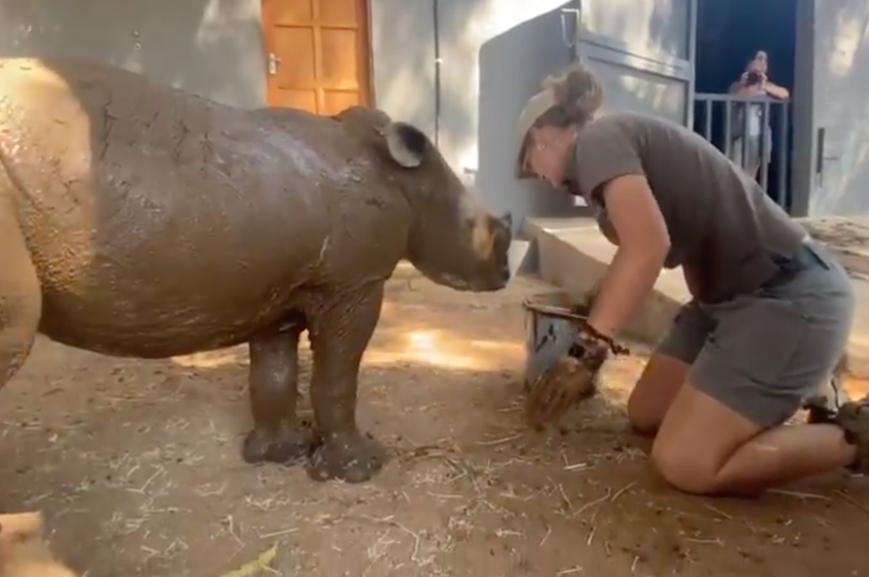 Rhino