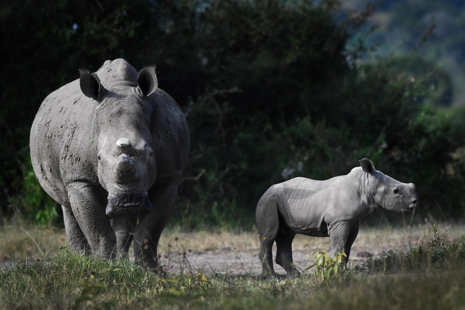 Rhino calves