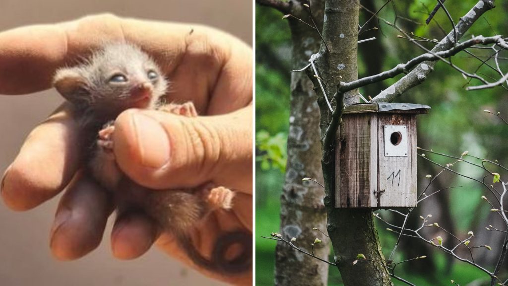 Home Owner Finds Bushbaby Nest in Roof Helps Find Safer Home