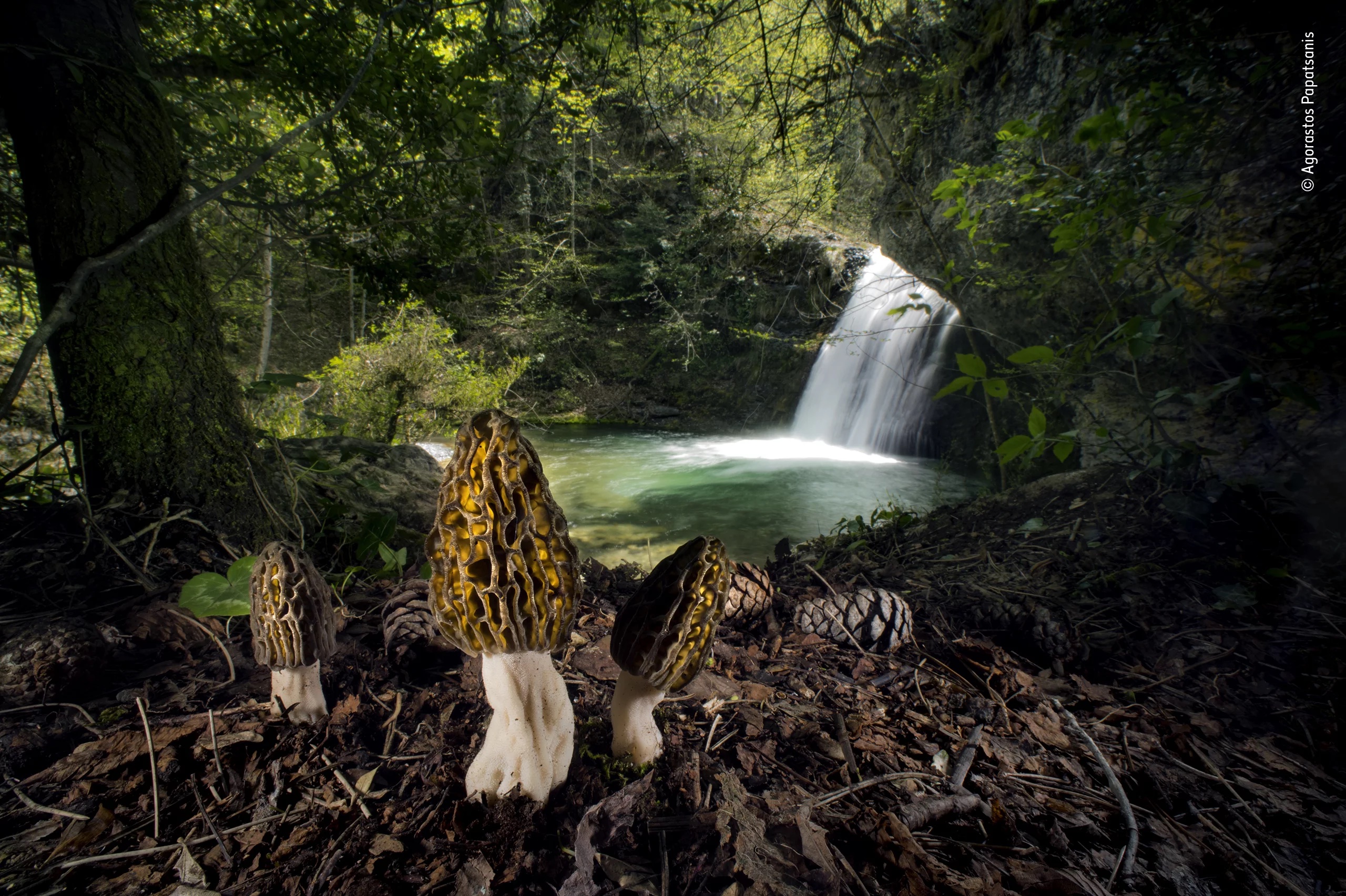 In Pics: Wildlife Photographer of the Year 2022 Winning Images