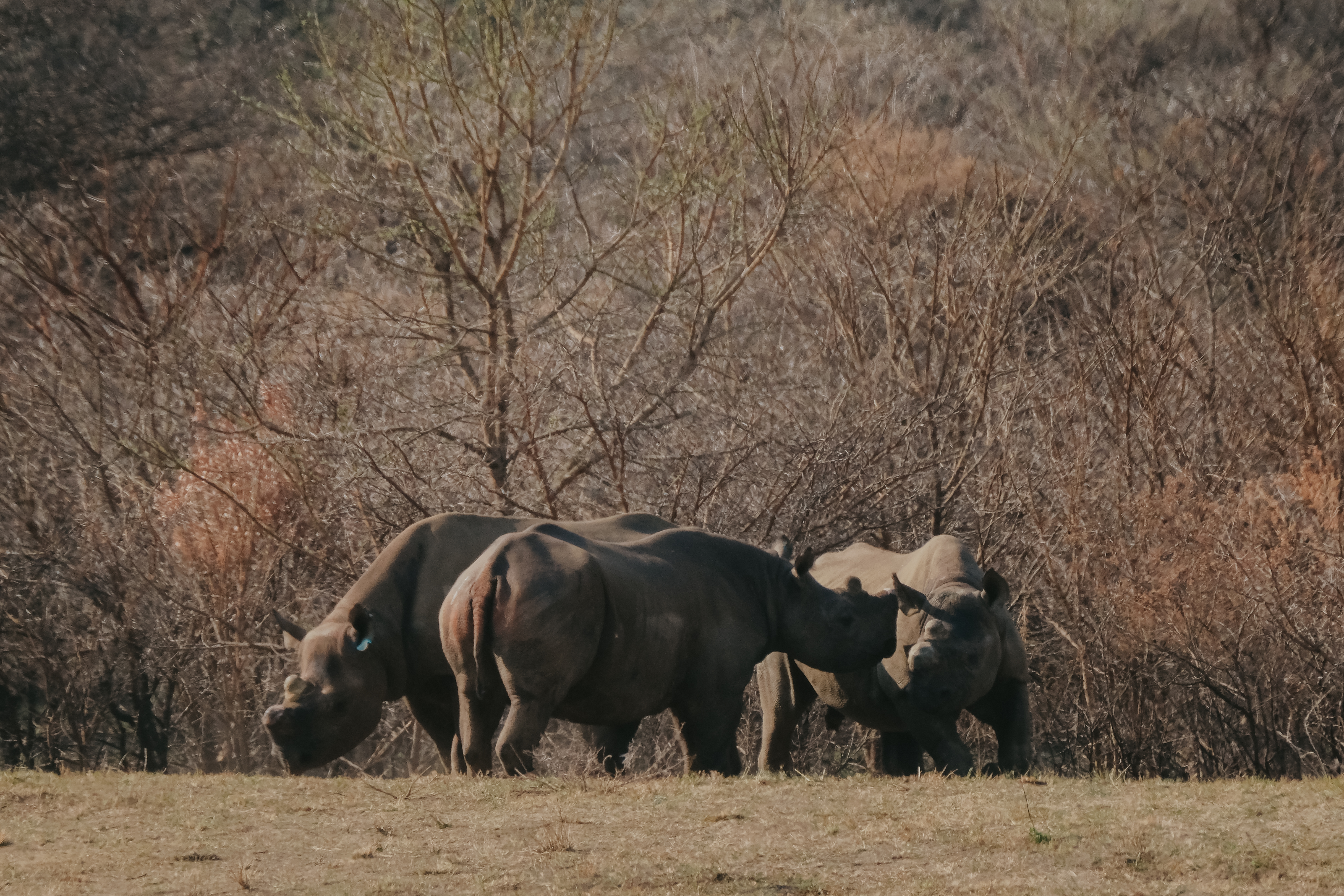 Black Rhino