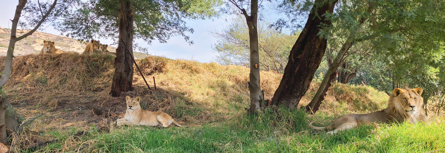 Five Romanian Lions Settle Down Well in South African Sanctuary!