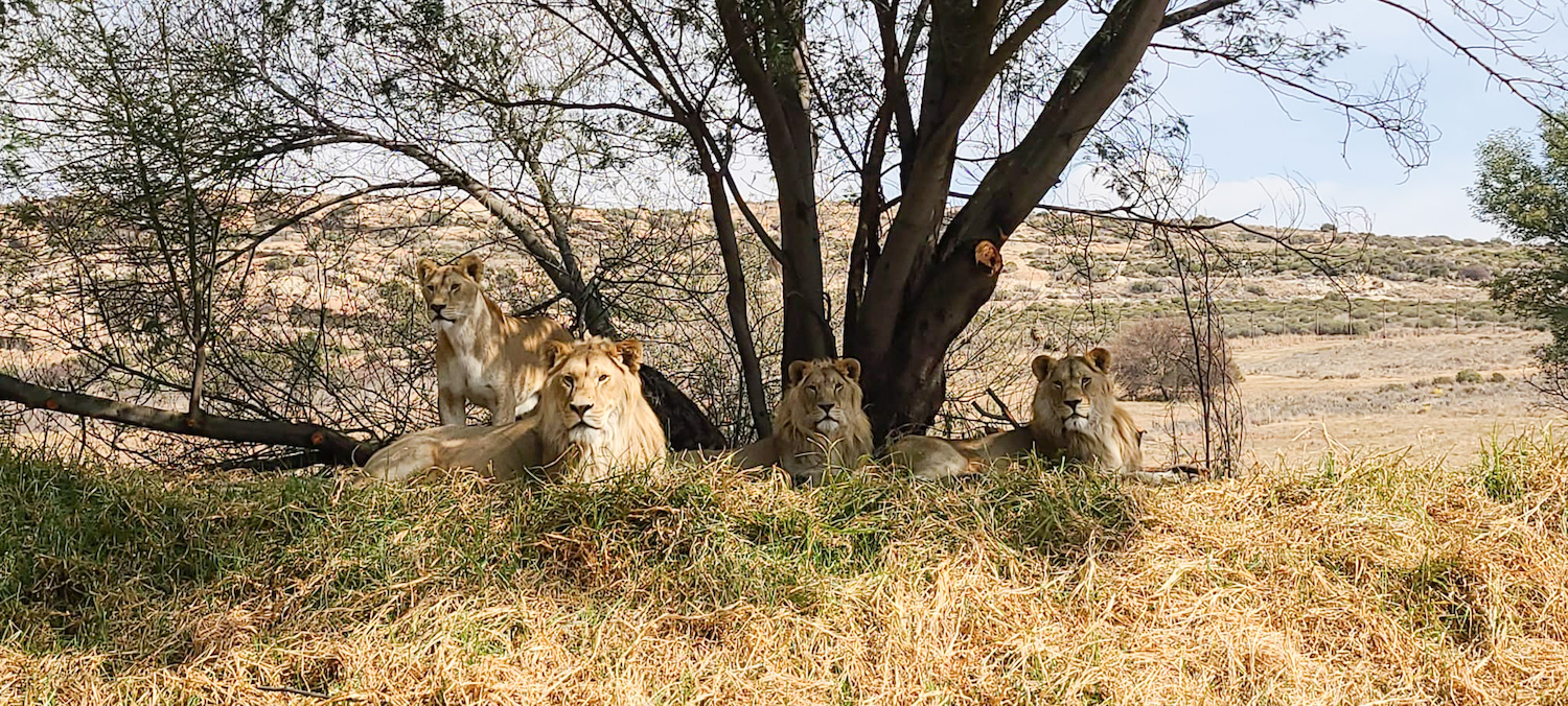 Five Romanian Lions Settle Down Well in South African Sanctuary!