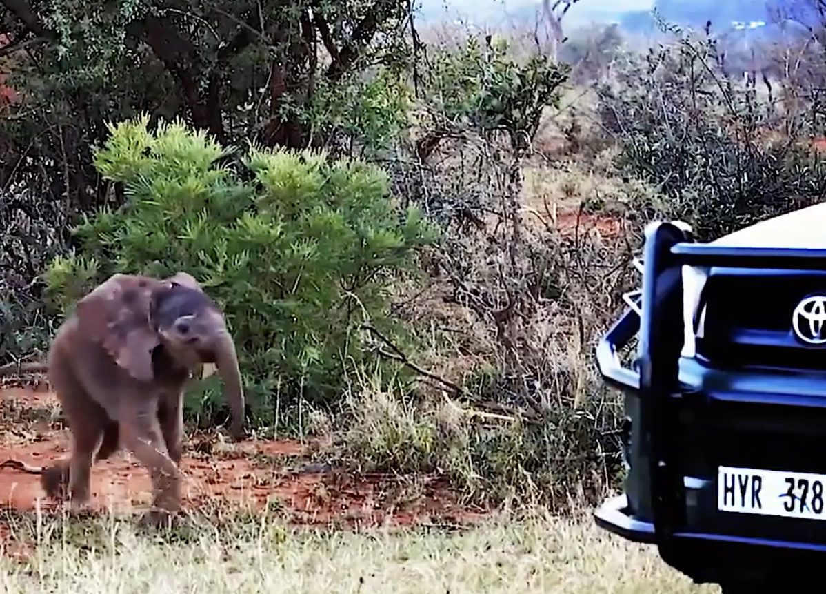 Watch: Cute Little Ellie Protects Mom With Mock Charge!