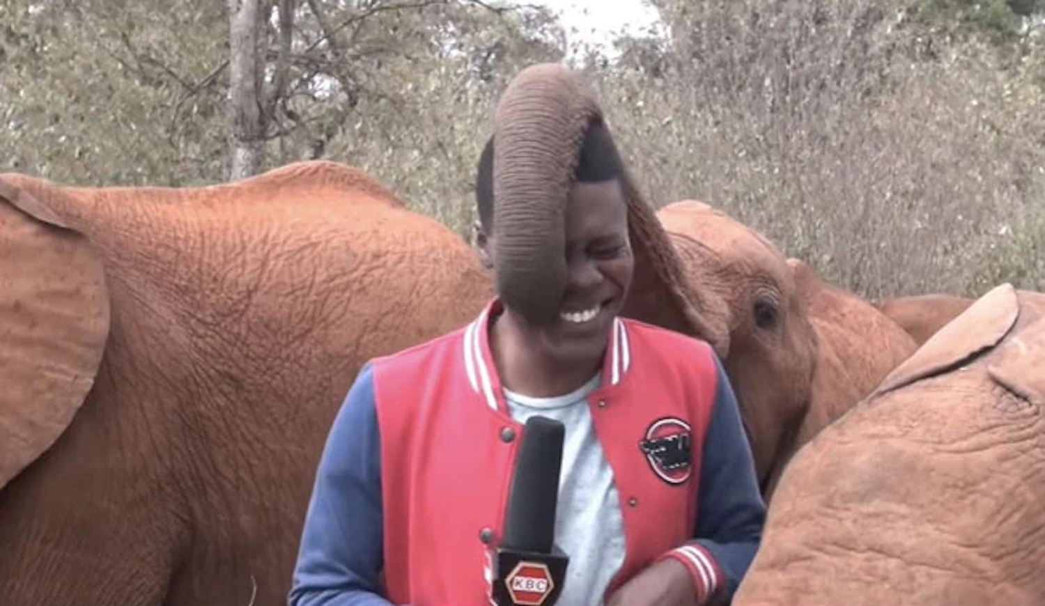 A baby elephant interrupting a News reporter is the cutest thing you will see today!