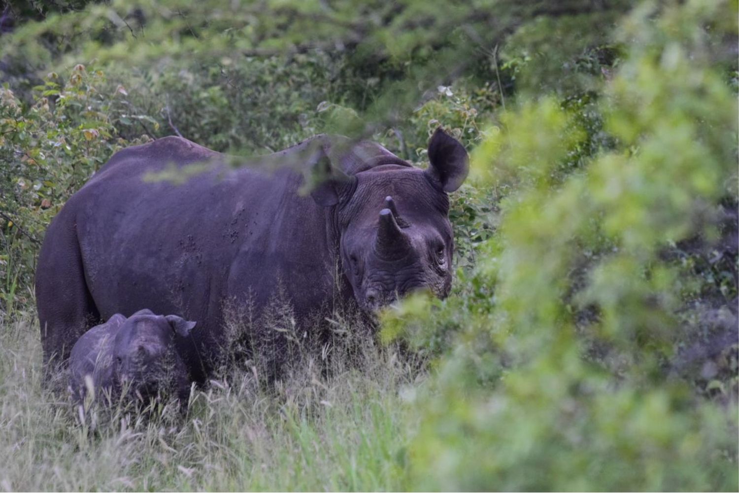 SA Nature Reserve Celebrates 0 Rhinos Poached in 2 Consecutive Years!
