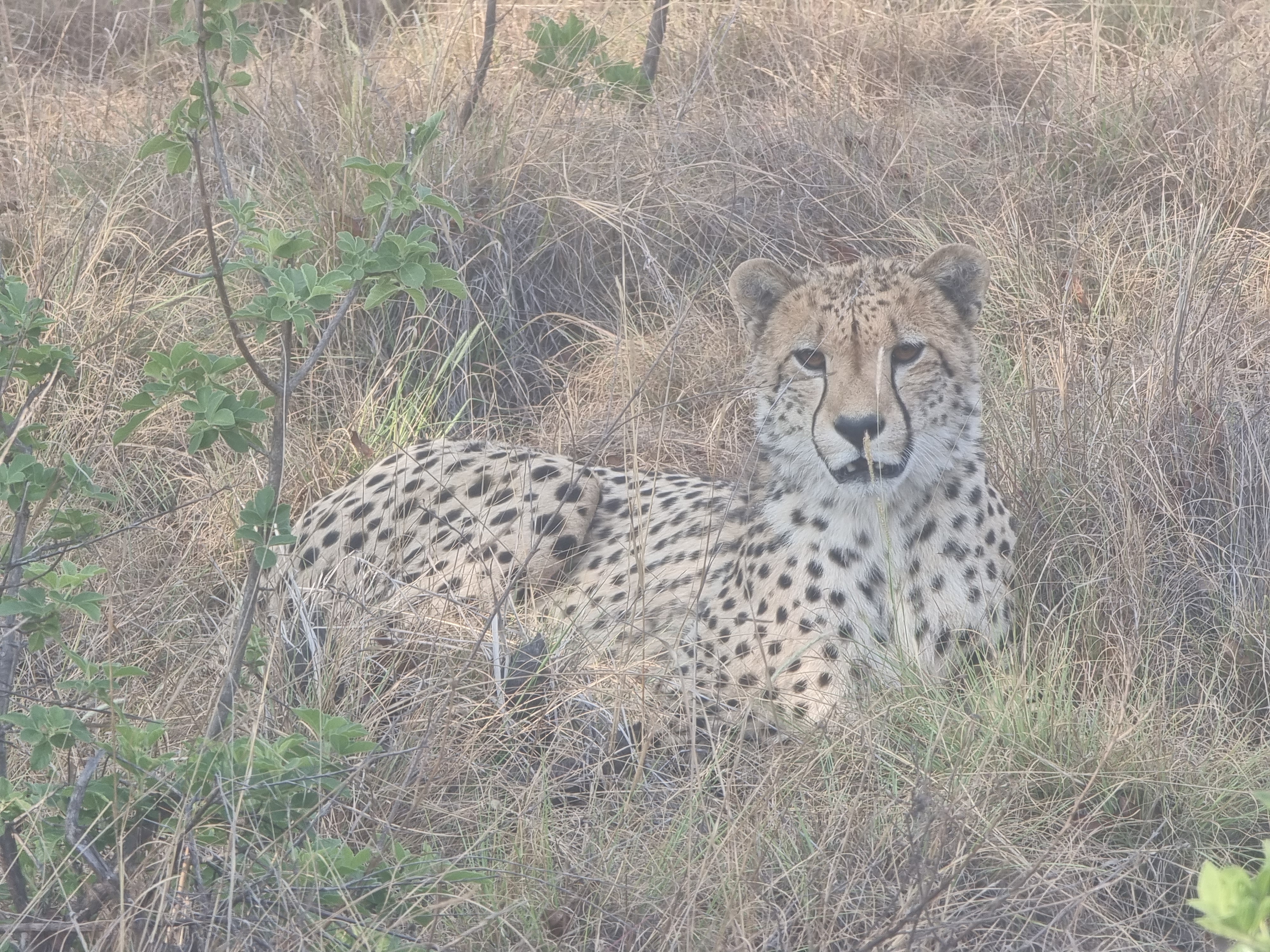 Hope For Our Fastest Cats: Winning The Race Against Cheetah Extinction!