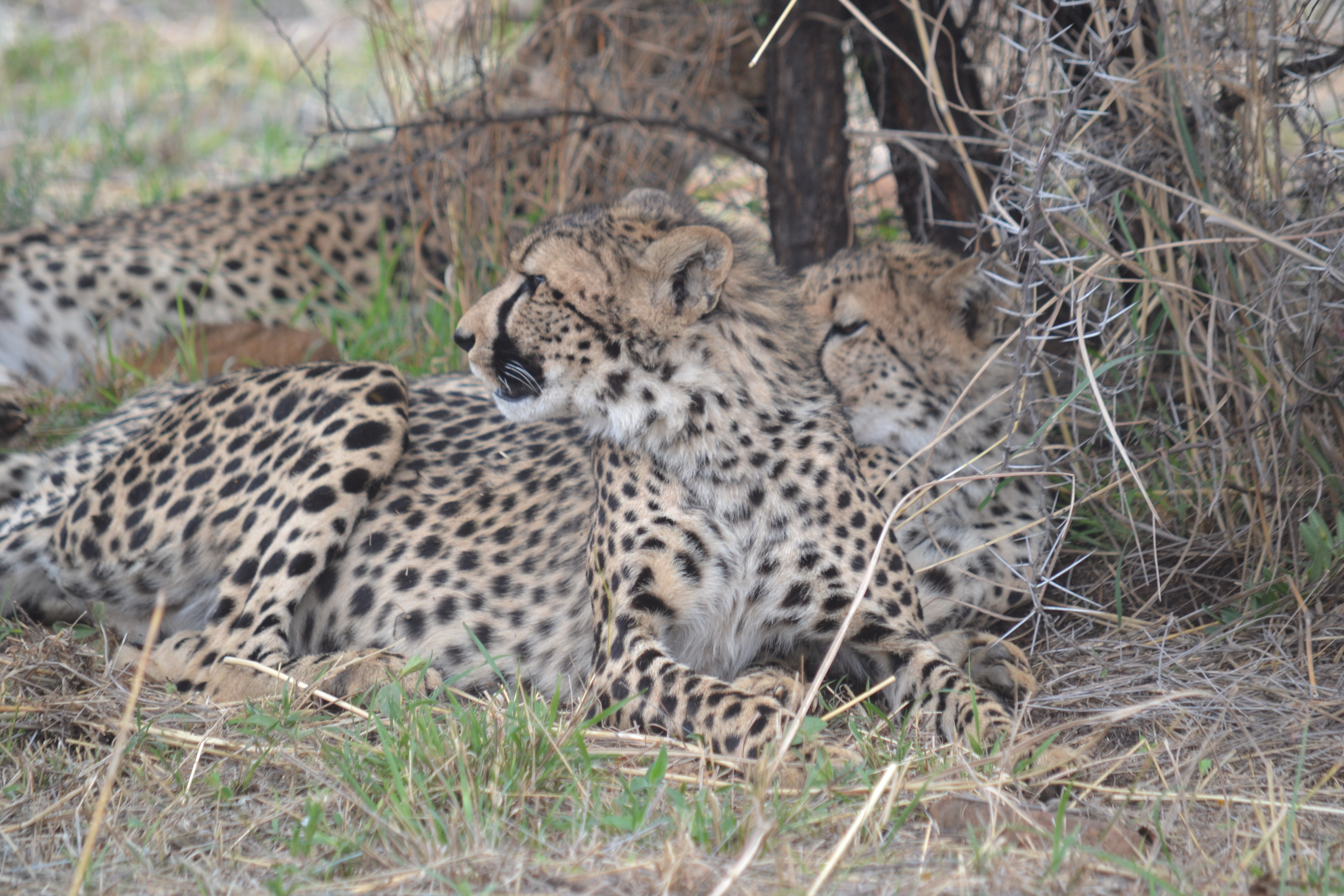 Hope For Our Fastest Cats: Winning The Race Against Cheetah Extinction!
