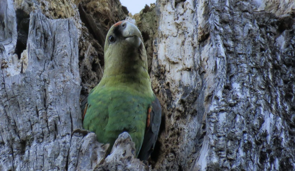 South African Bird of The Year 2023 Announced!
