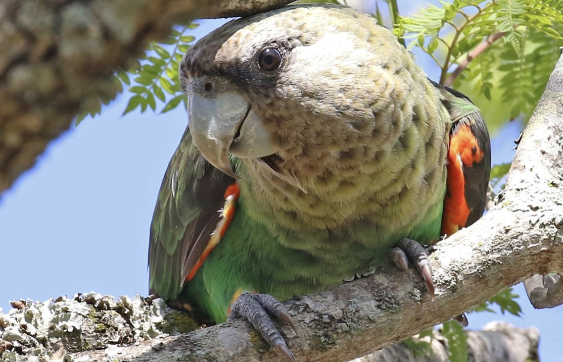 South African Bird of The Year 2023 Announced!