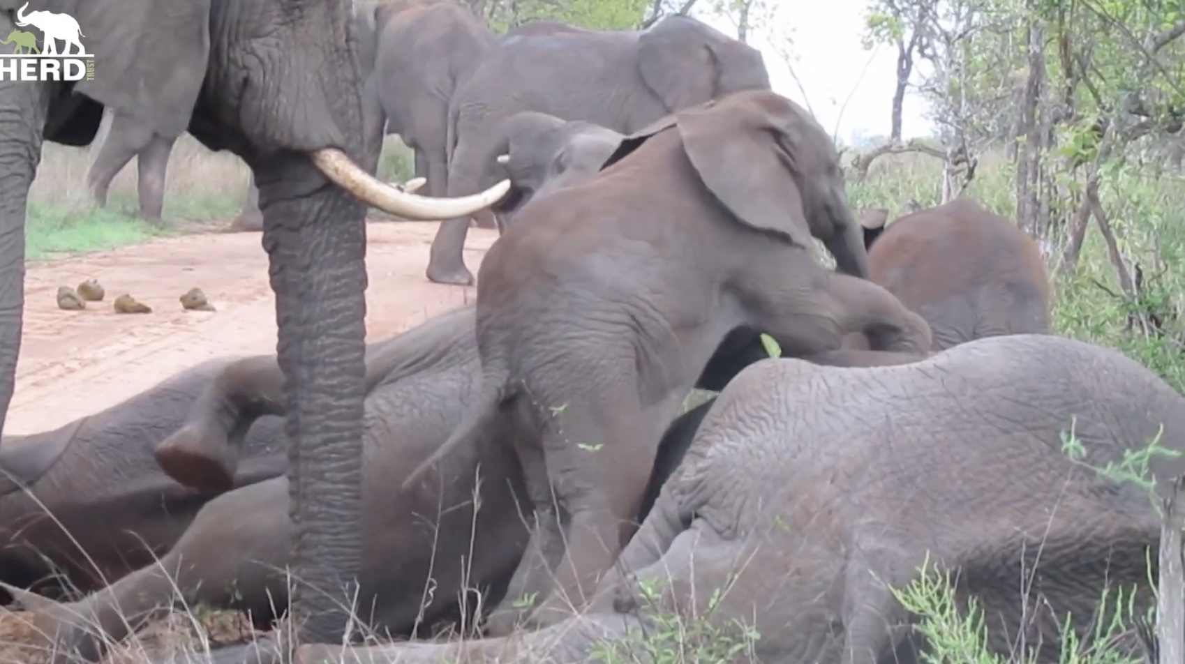 Elephant
