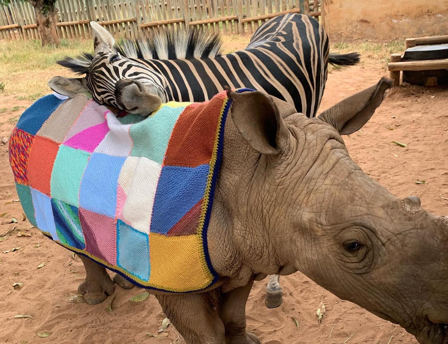 Knitters Unite Globally to Warm Orphaned Baby Rhinos this Winter