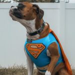 Animal Welfare