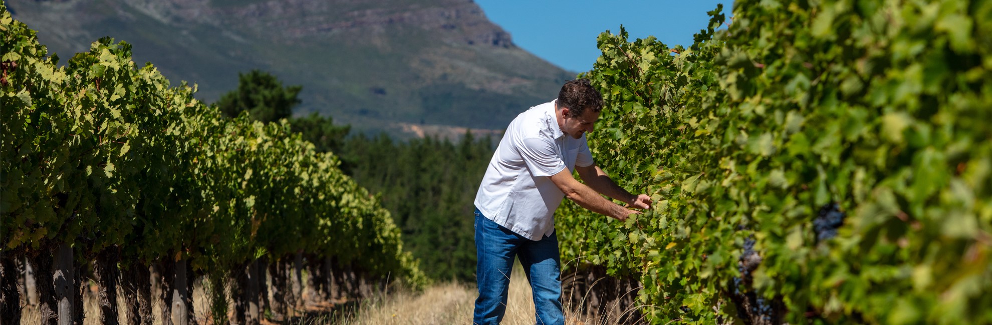 South African Wine Named "Most Admired Wine Brand" in The Middle East & Africa