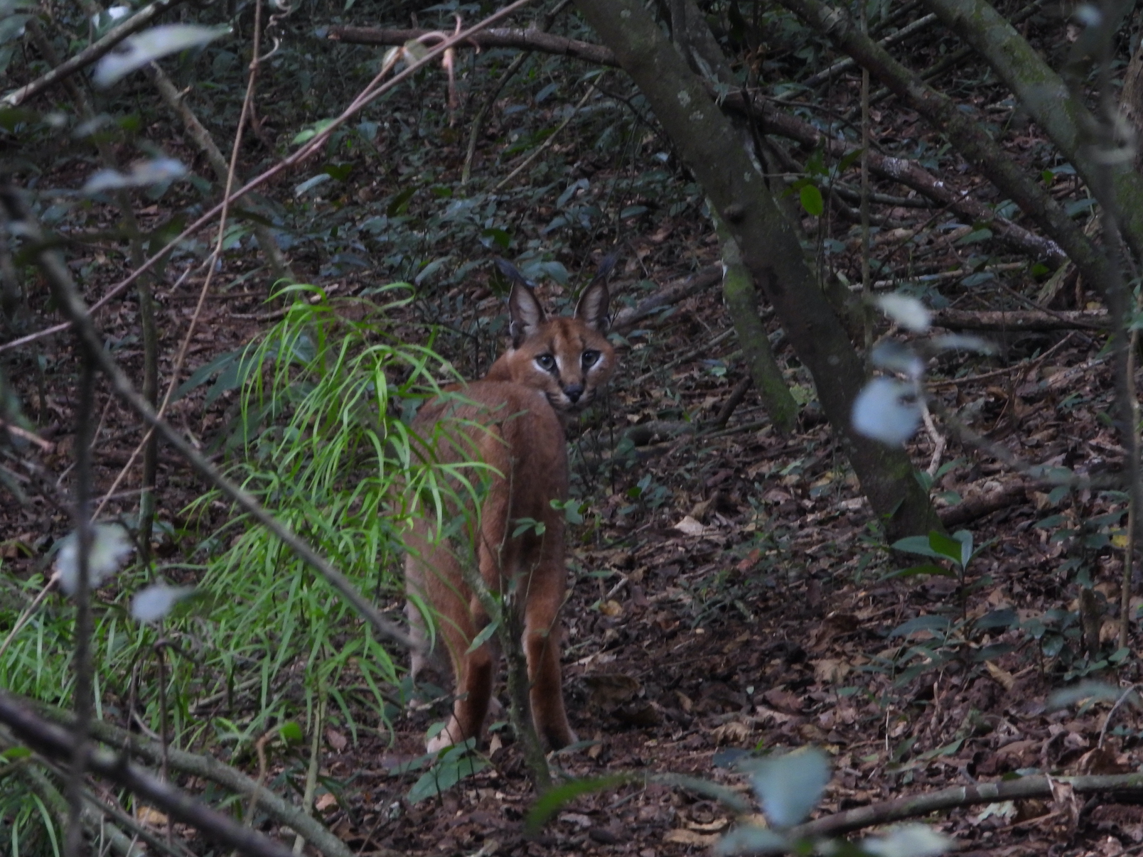 Caracal