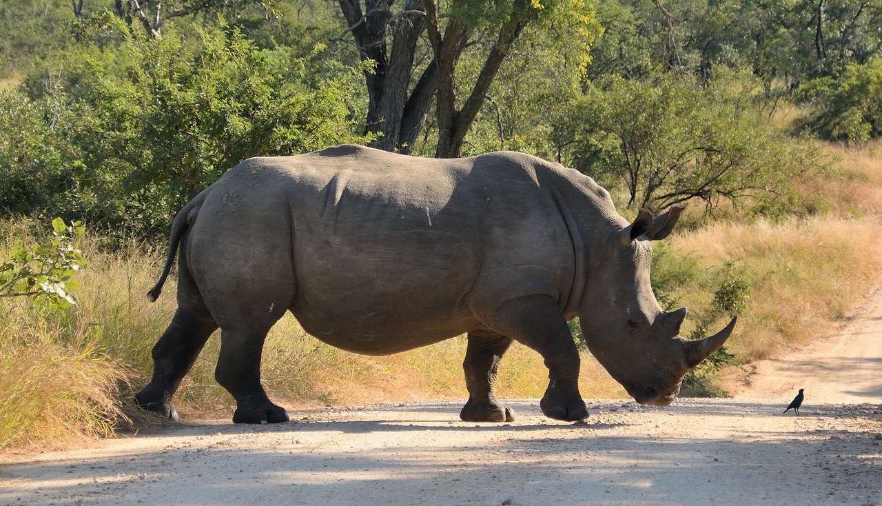 rhino poaching kingpin