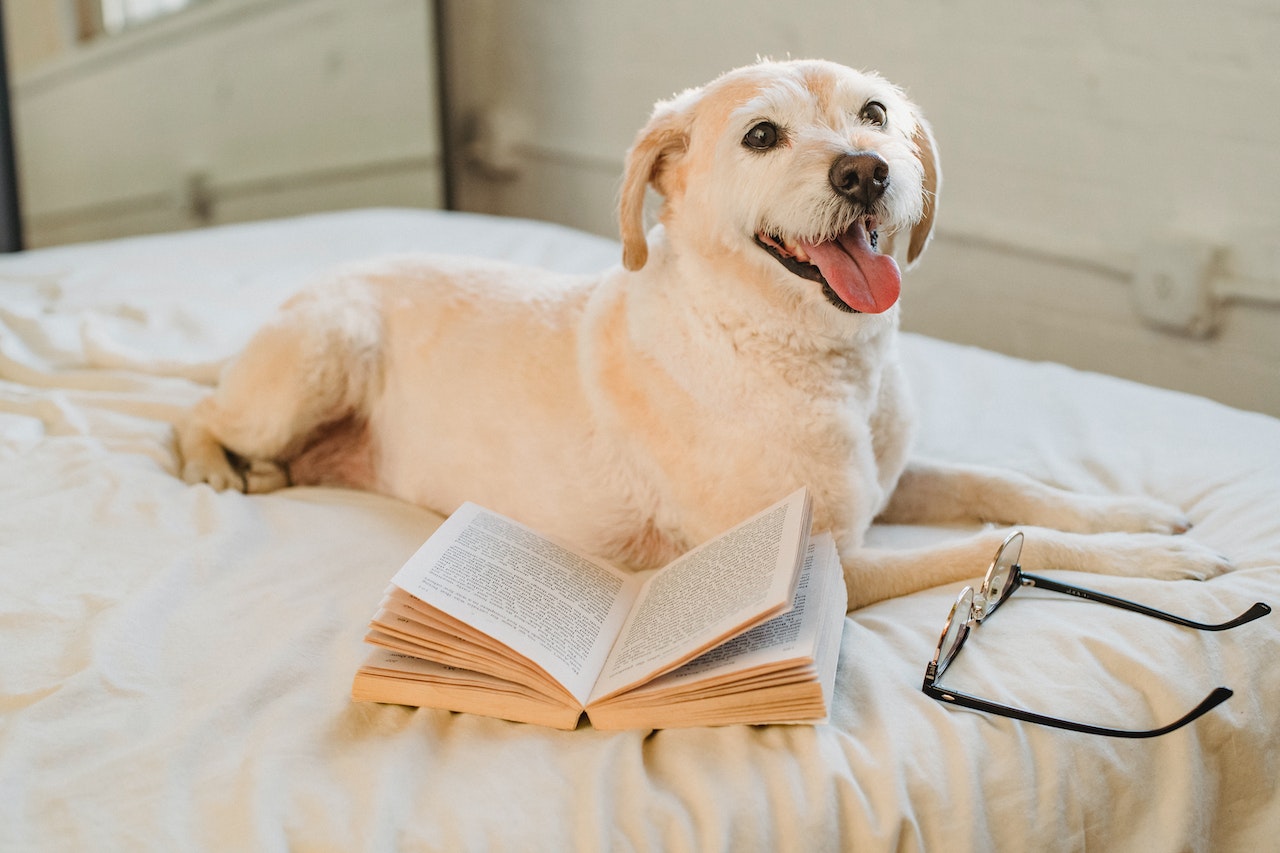 National Animal Shelter Standards Book Sale