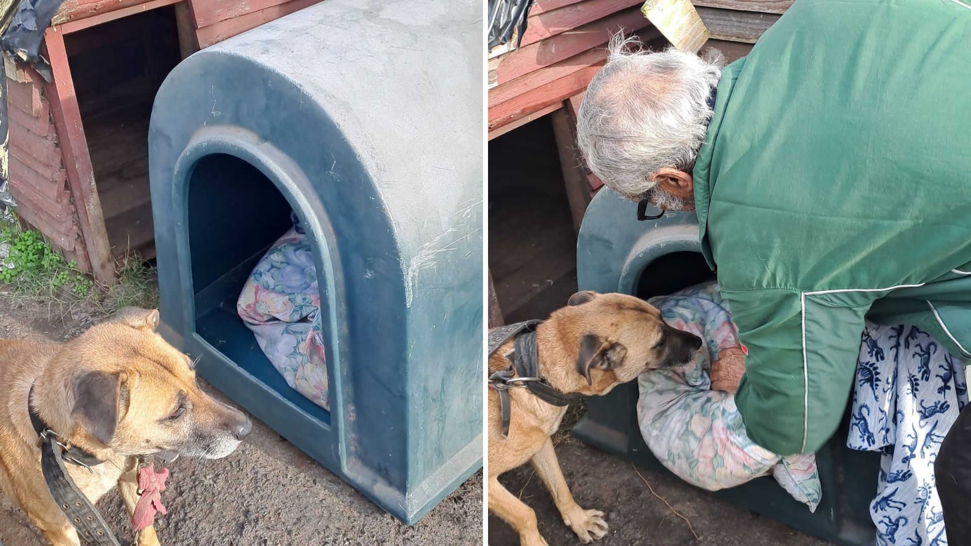 Kennel