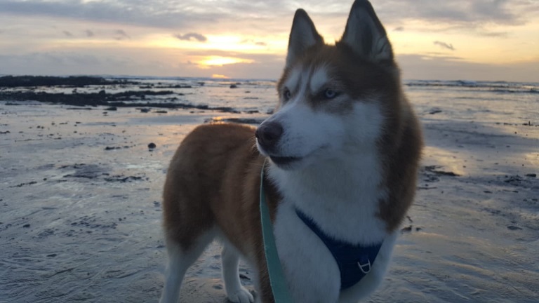 Husky