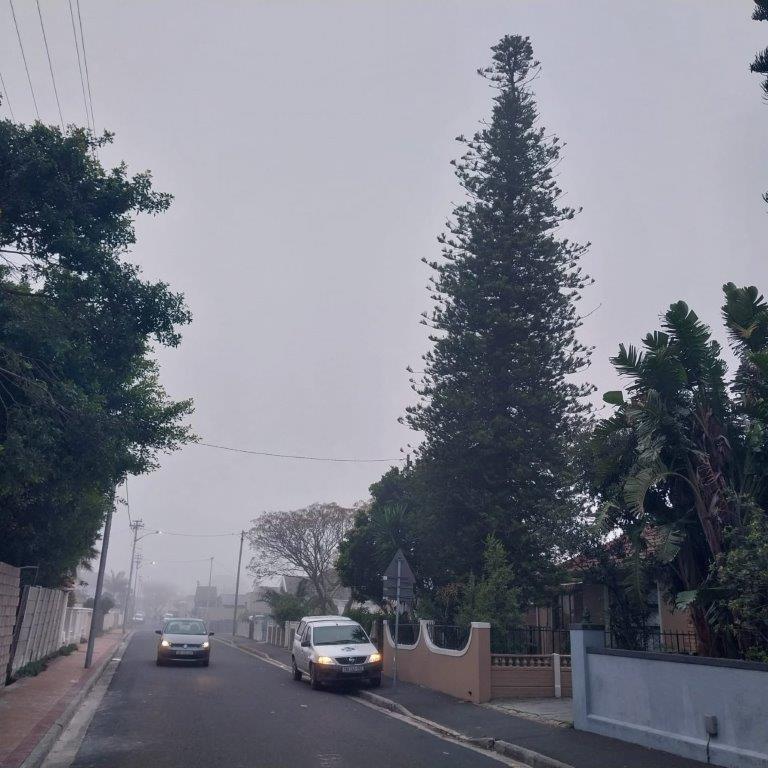 Good Samaritan Rescues Distressed Kitten from Perilous Heights... Barefoot!