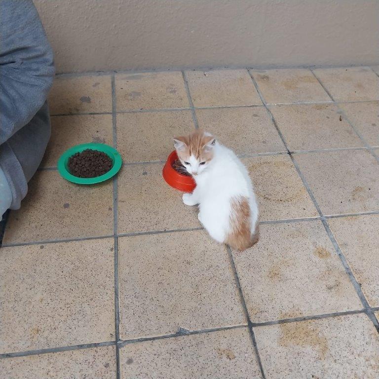 Good Samaritan Rescues Distressed Kitten from Perilous Heights... Barefoot!