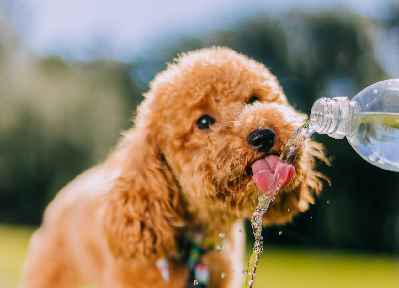 Water
