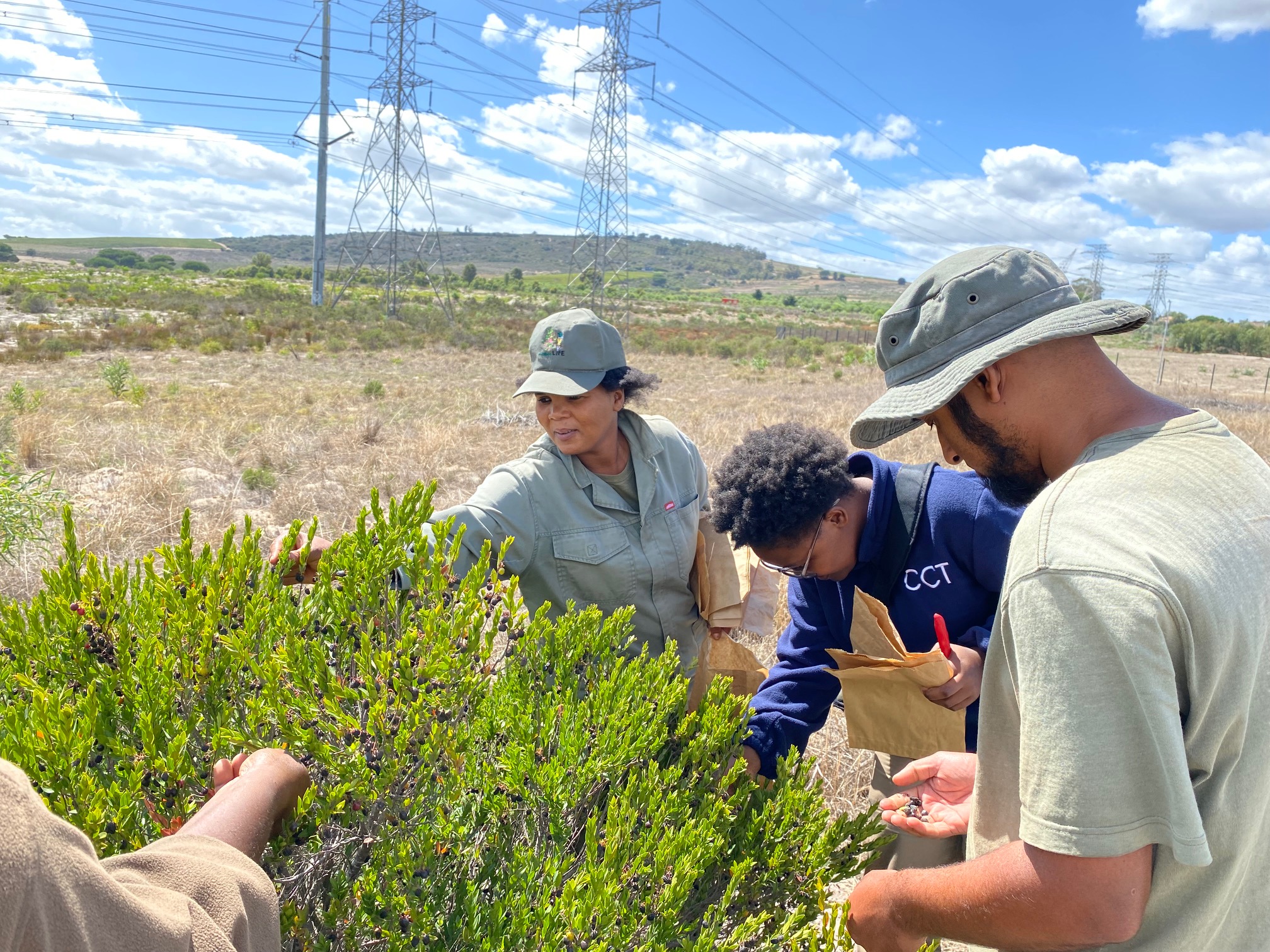 Fynbos