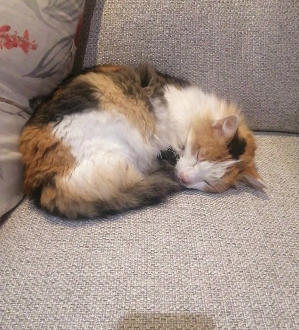 Heartwarming Rescue: Lost Cat Reunited with Owner After 32 Days