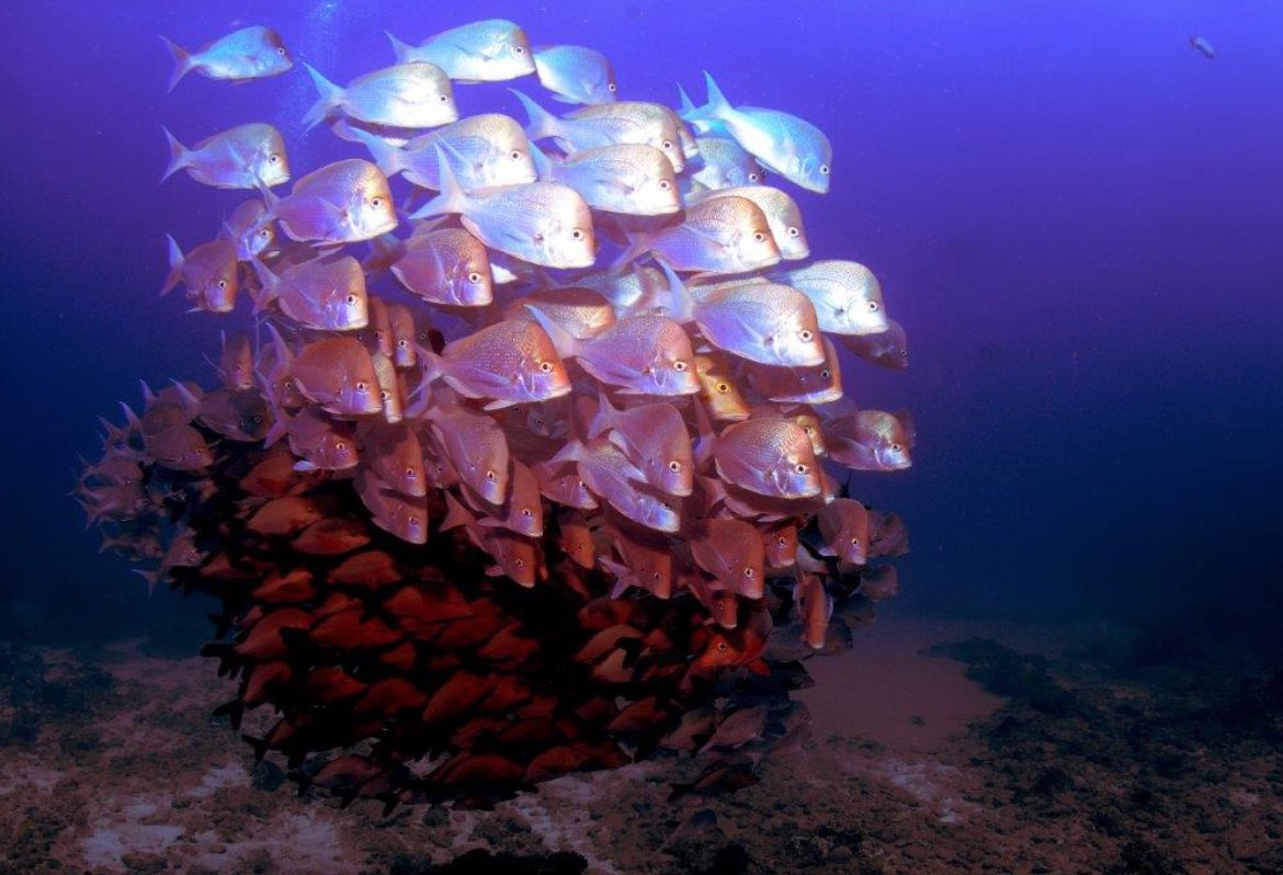 Marine Protected