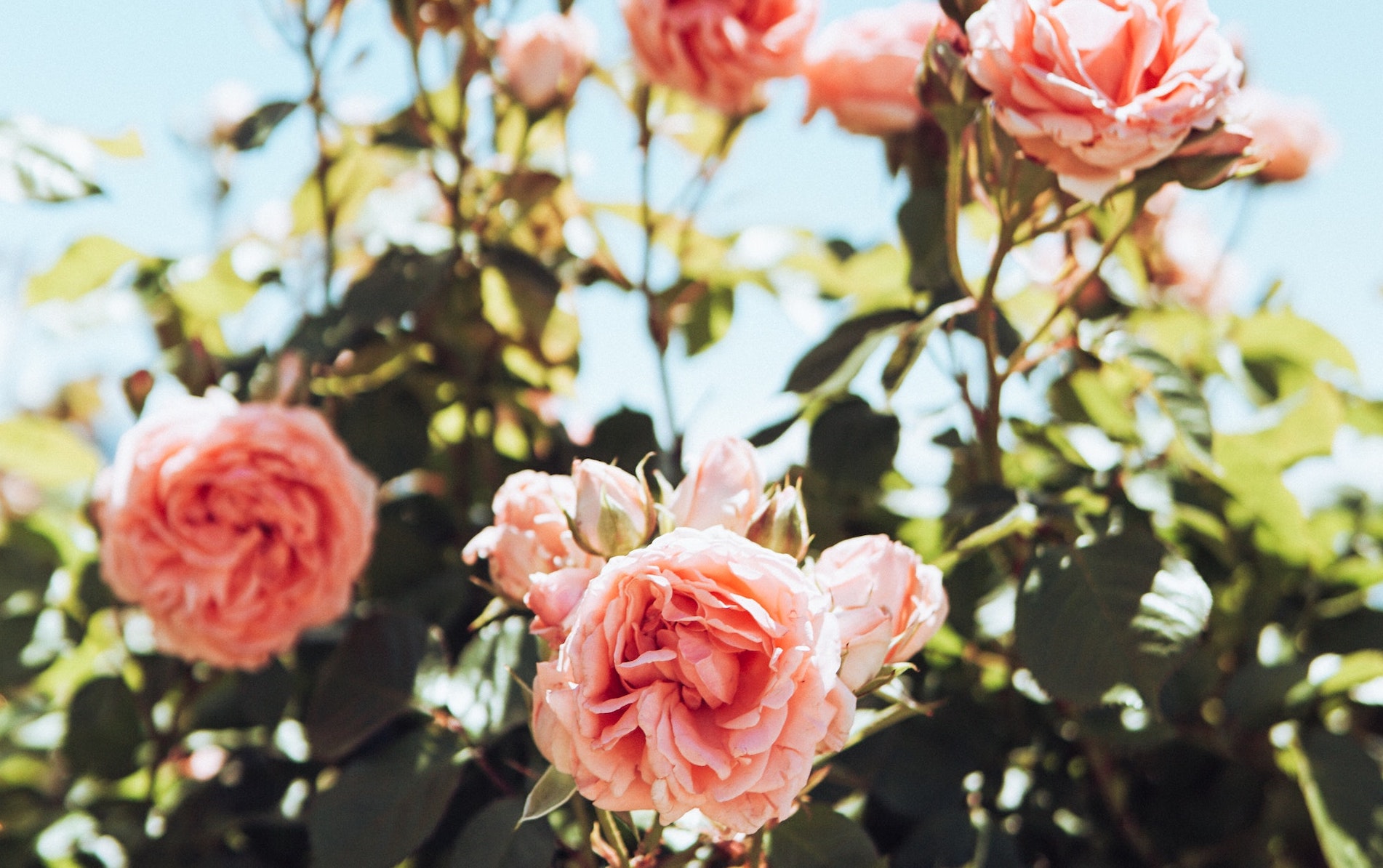 Rose Garden