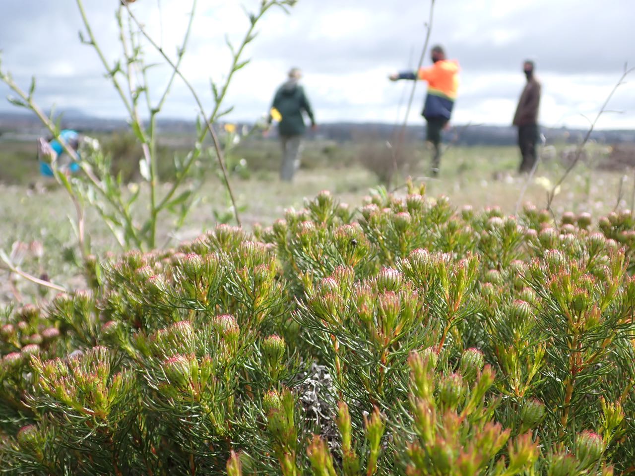 Fynbos