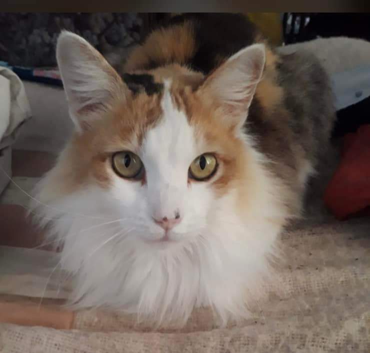 Heartwarming Rescue: Lost Cat Reunited with Owner After 32 Days