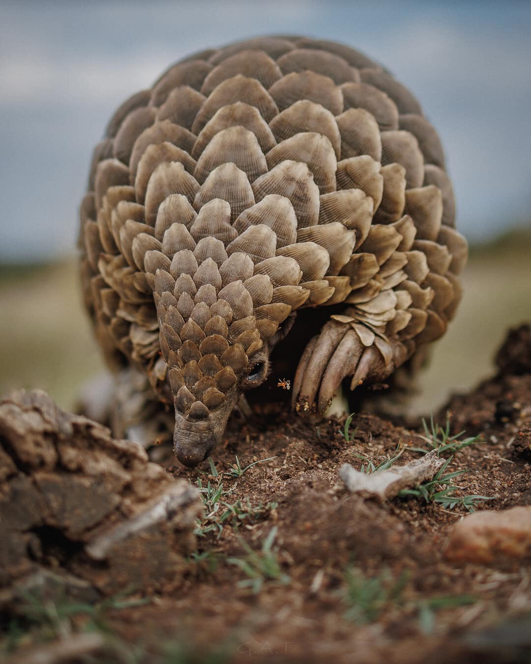 New Hope for Pangolins: The Incredible Story of Kajima's Rehabilitation and Rewilding