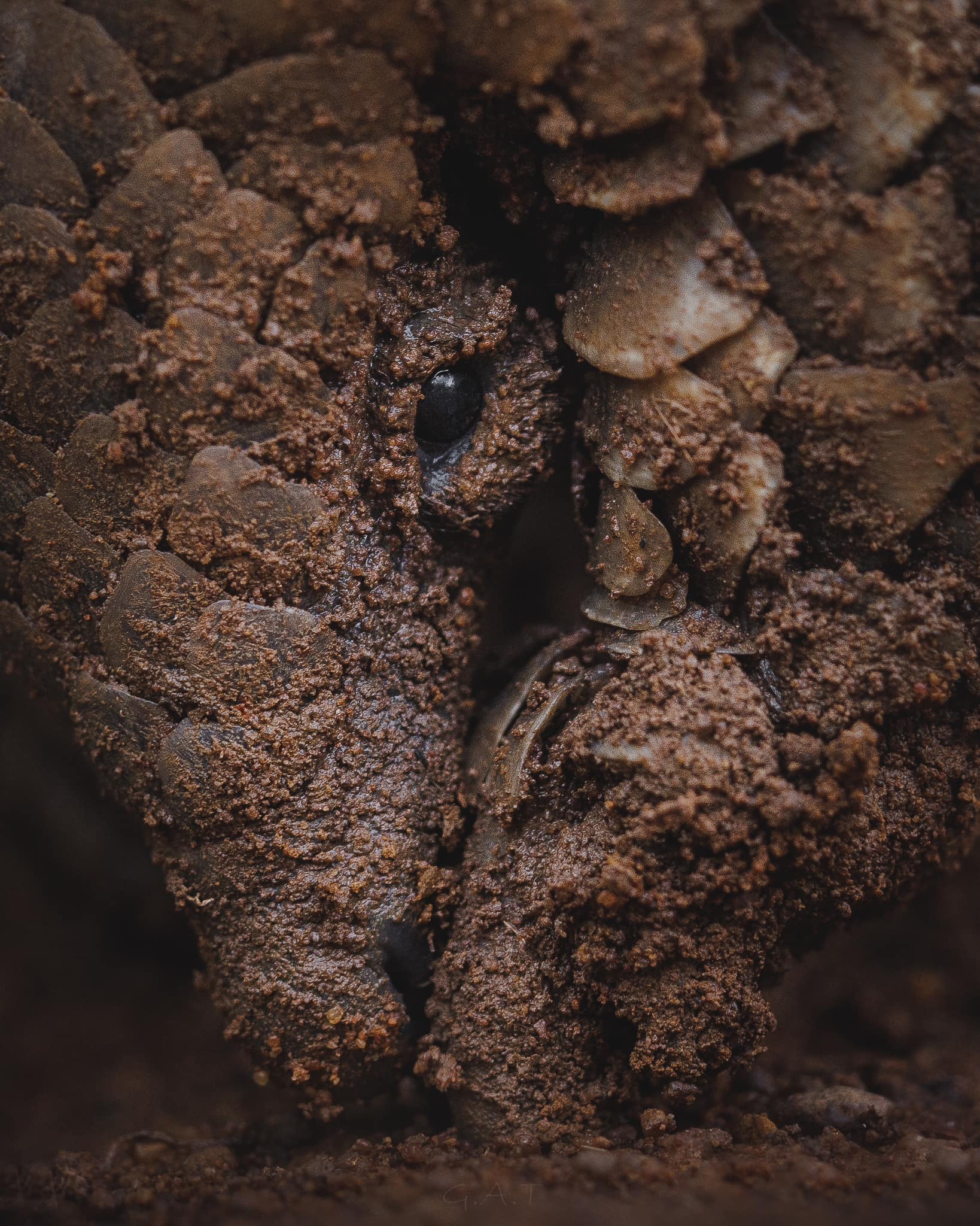 New Hope for Pangolins: The Incredible Story of Kajima's Rehabilitation and Rewilding
