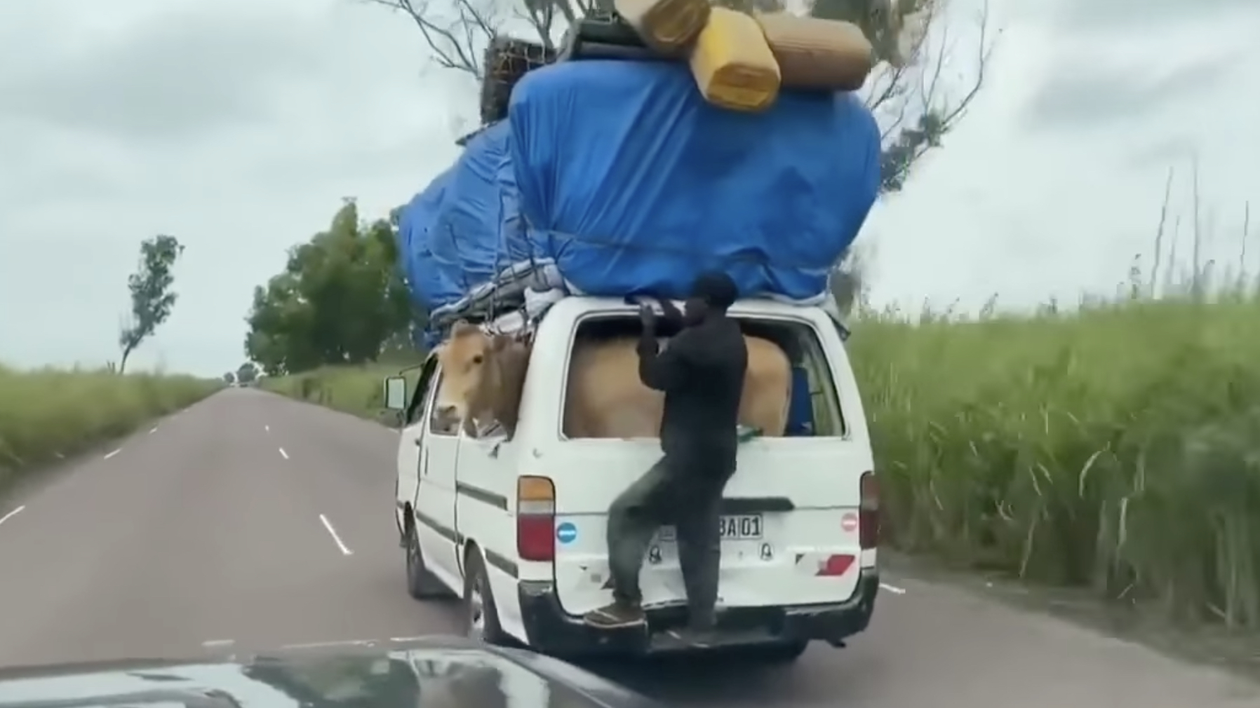Watch: Only In Africa!!! Overloaded Taxi With a Cow in the Boot Goes Viral!